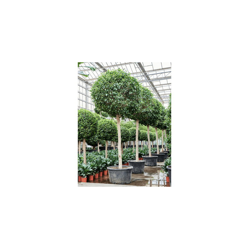 Ficus Nitida op stam