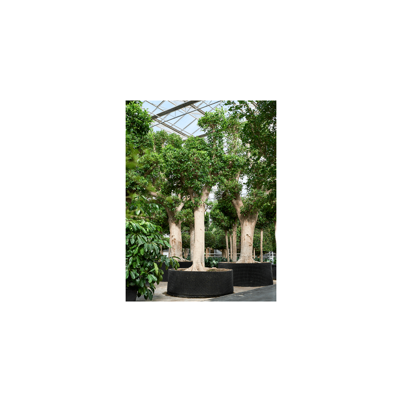 Ficus Nitida op stam