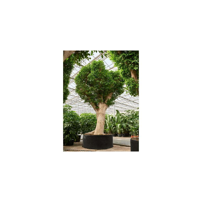 Ficus Nitida op stam