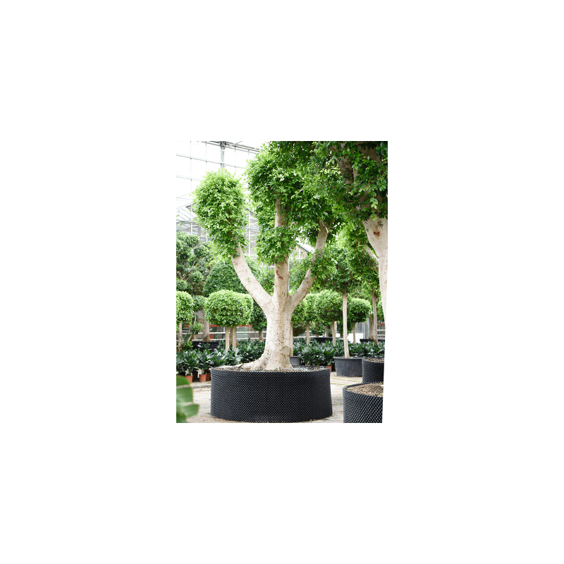 Ficus Nitida vertakt 