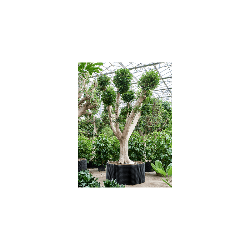Ficus Nitida vertakt 