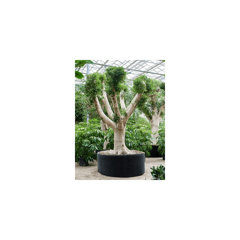 Ficus Nitida vertakt 