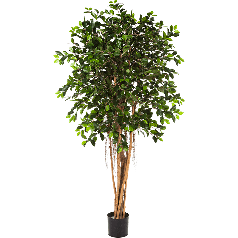 Ficus Retusa - kunstplant