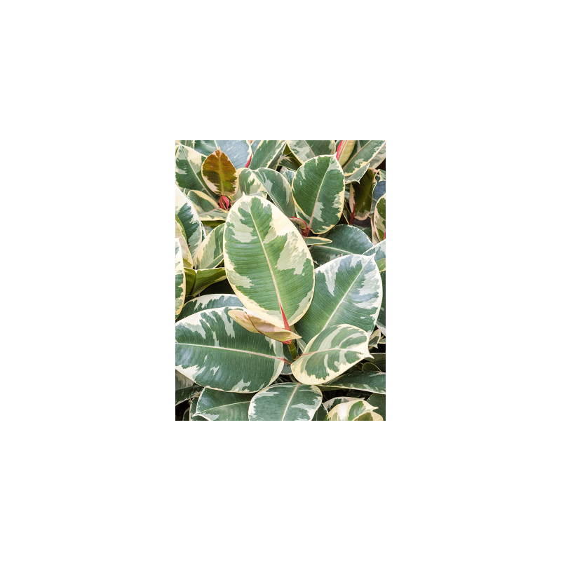 Ficus Tineke op stam