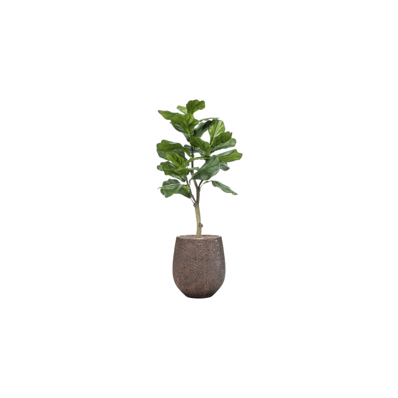 Ficus lyrata in Opus Darcy Goud - kunstplant