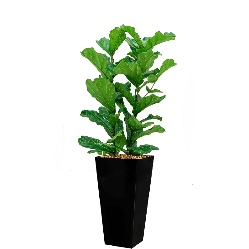 Ficus Lyrata hydrocultuur in Runner vierkant zwart