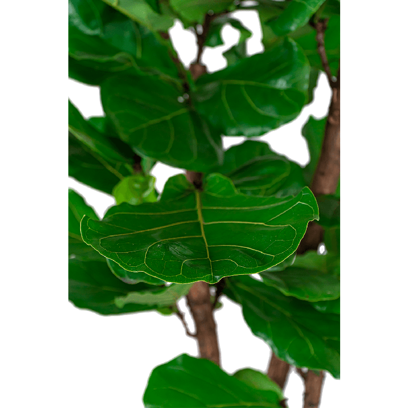 Ficus Lyrata vertakt in Grigio Tall Balloon bruin