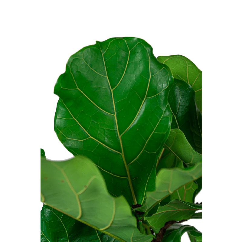 Ficus Lyrata vertakt in Grigio Egg Concrete bruin