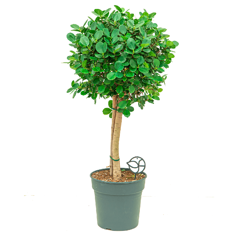 Ficus Panda op stam