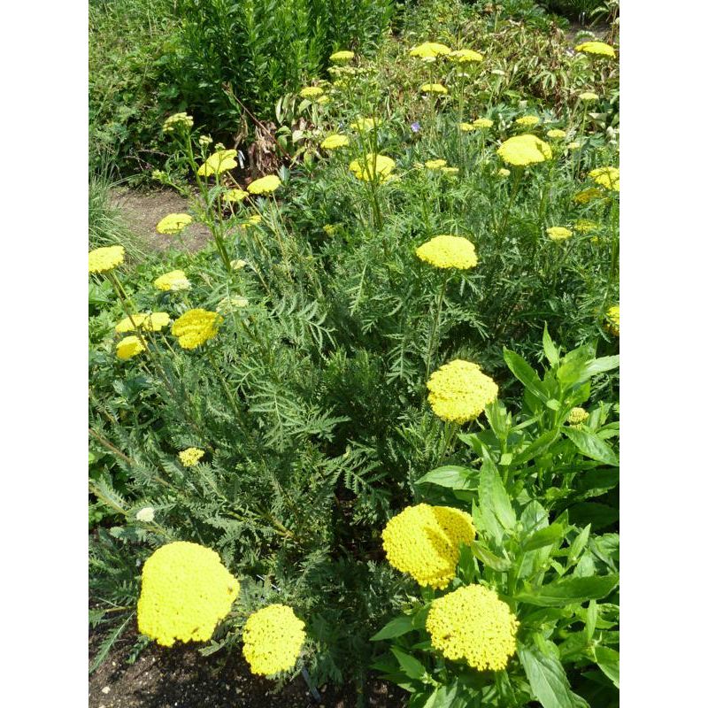 Achillea Parker's Variety