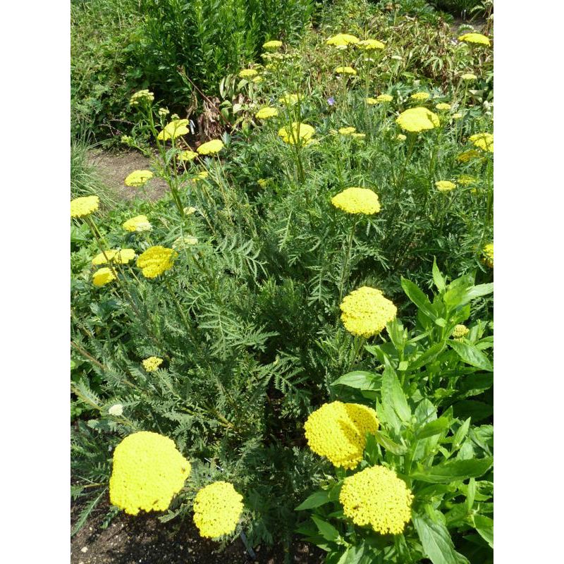 Achillea fil. 'Parker's Variety'