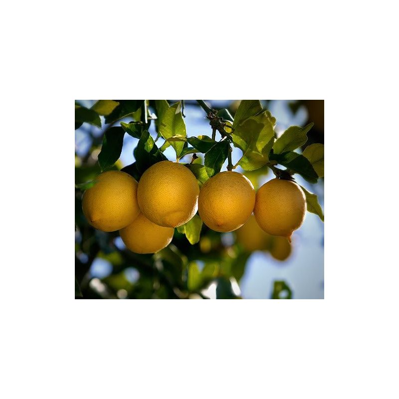 Citrus Lemon