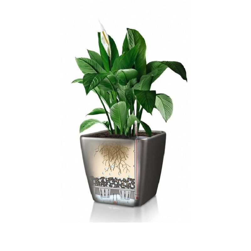 Kentia Howea in watergevende Quadro bruin