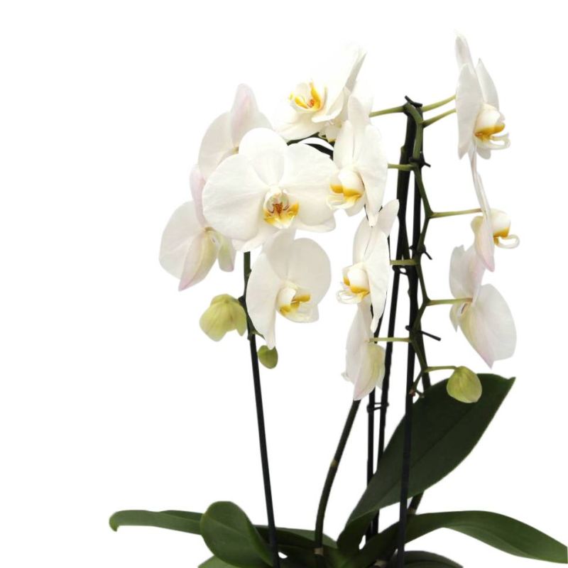 Phalaenopsis Cascade wit