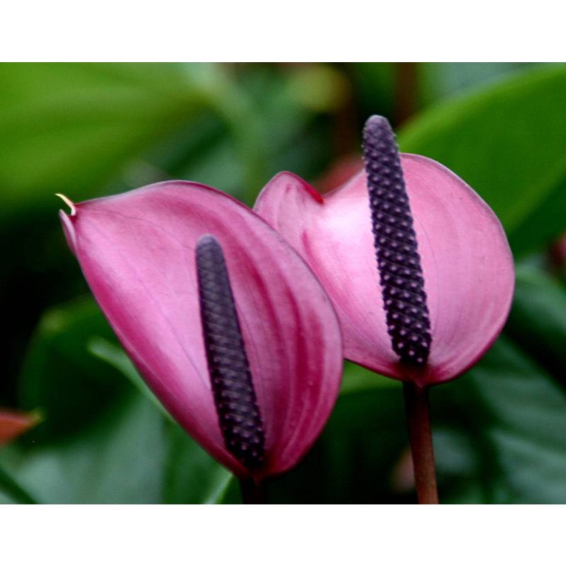 Voeding Anthurium