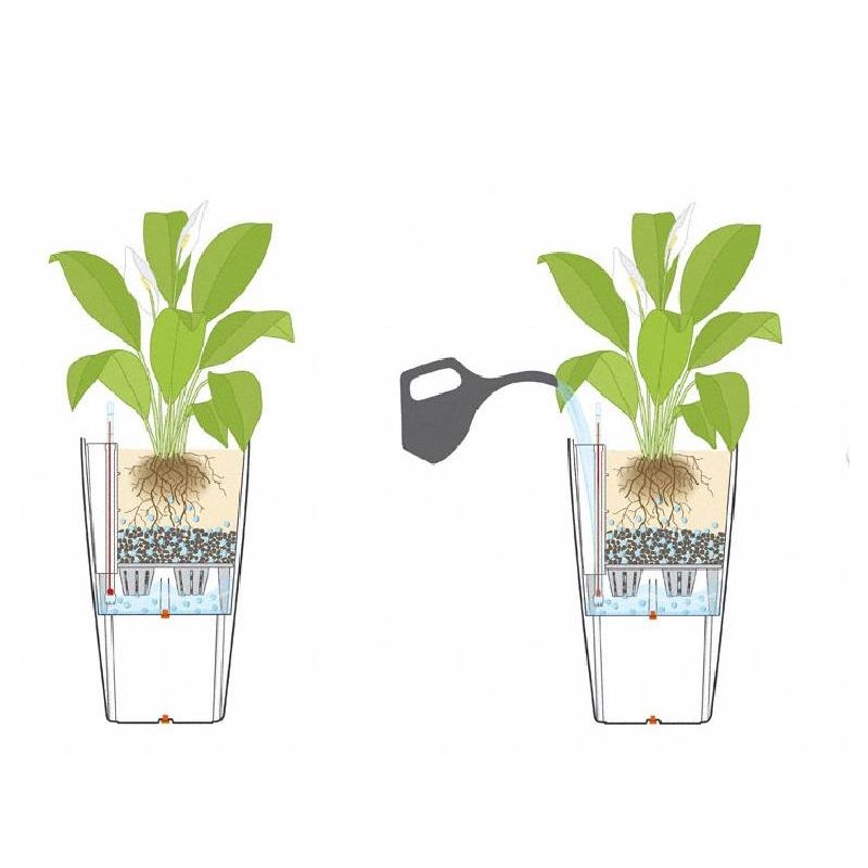 Dracaena Marginata vertakt in watergevende Cubico bruin