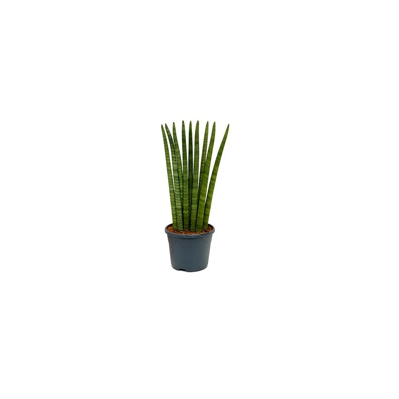 Sansevieria Cylindrica Wave