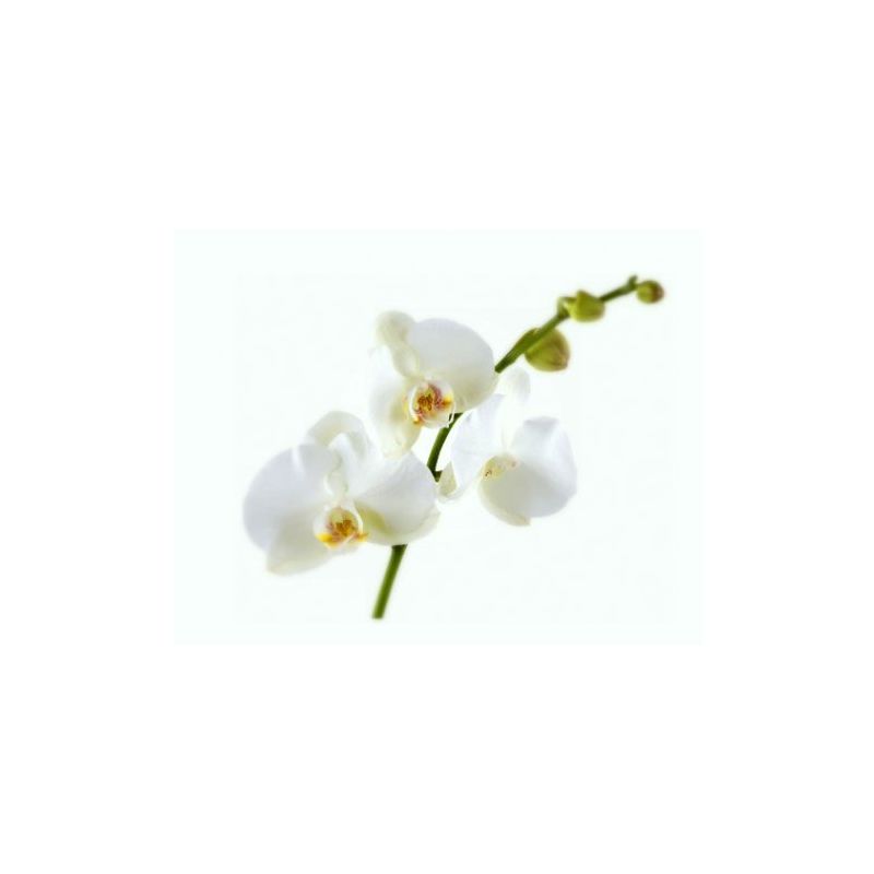 Voeding Orchidee
