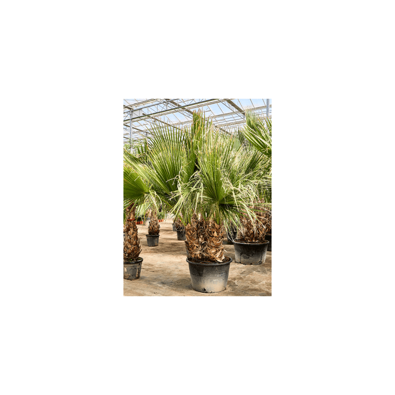 Washingtonia filifera - meerstammig
