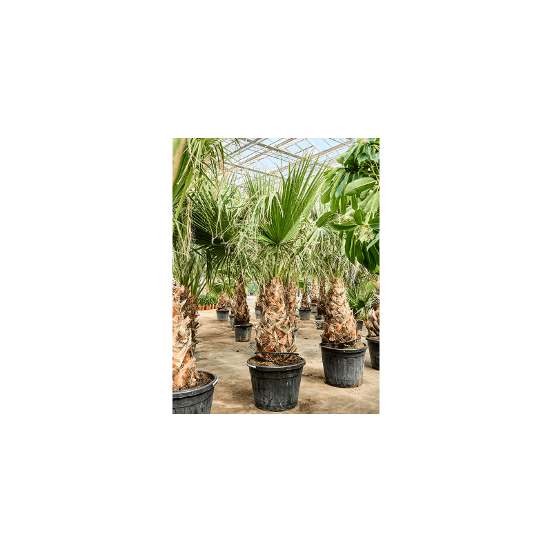 Washingtonia filifera