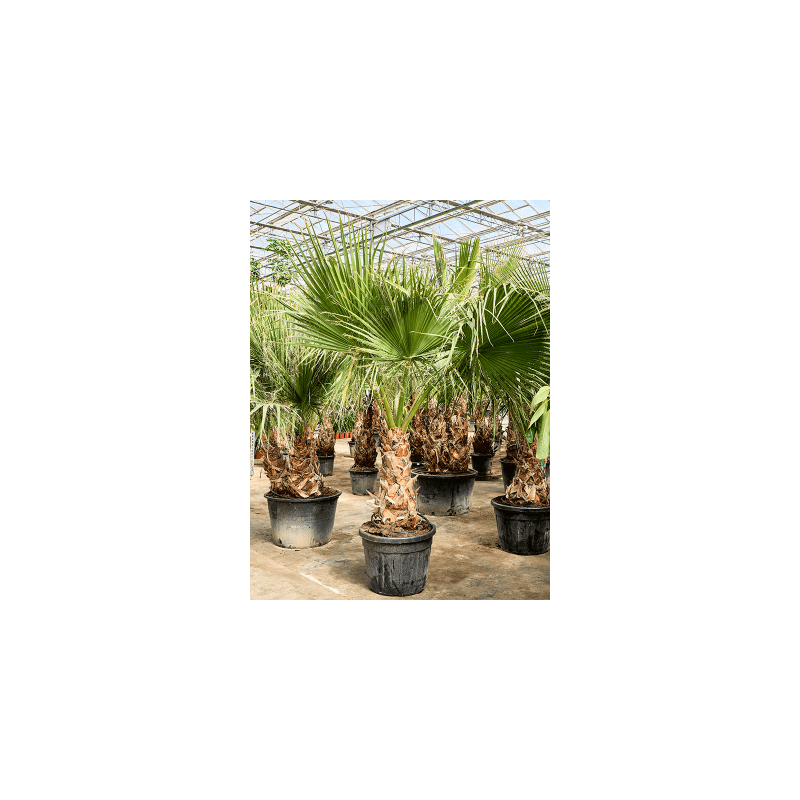 Washingtonia filifera