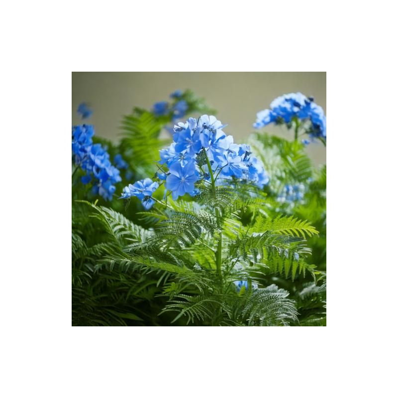 Caryopteris Grand Blue