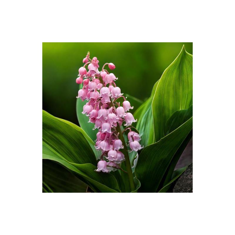 Convallaria Bordeaux 