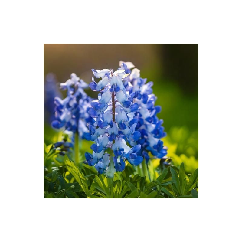 Corydalis Porcelain Blue