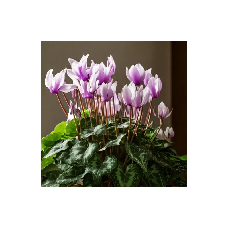 Cyclamen coum Album 