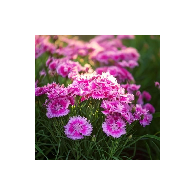 Dianthus Duchess of Fife