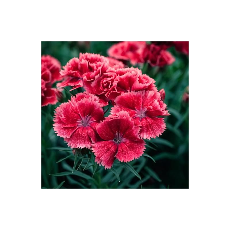 Dianthus Heidi