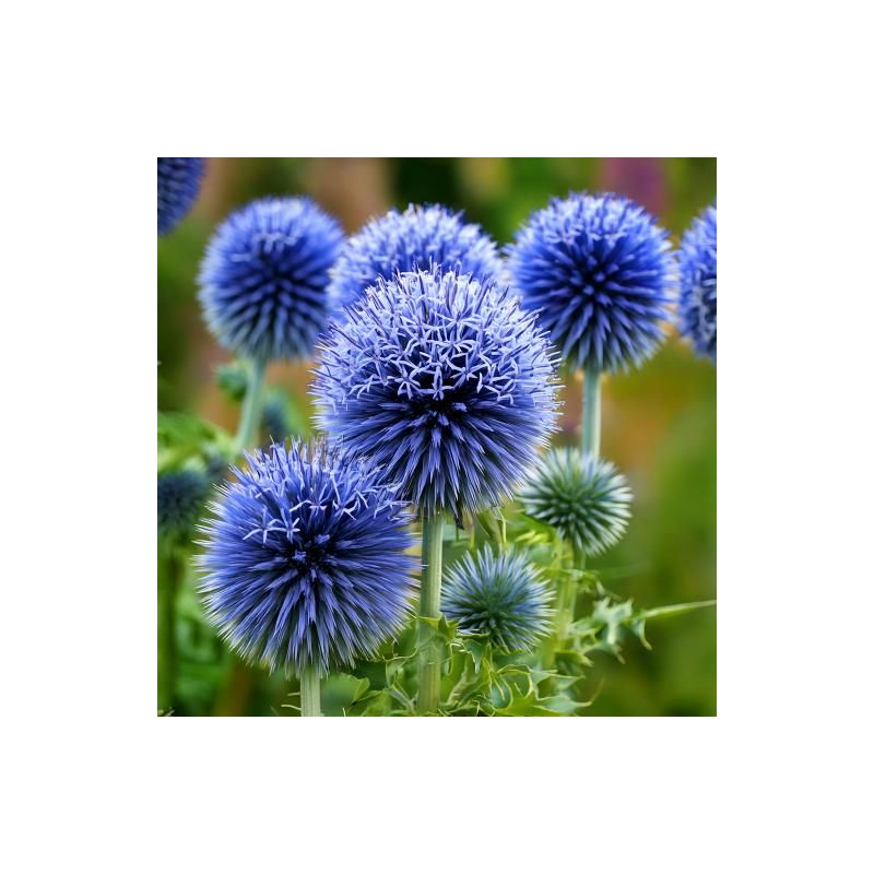 Echinops Blue Globe 