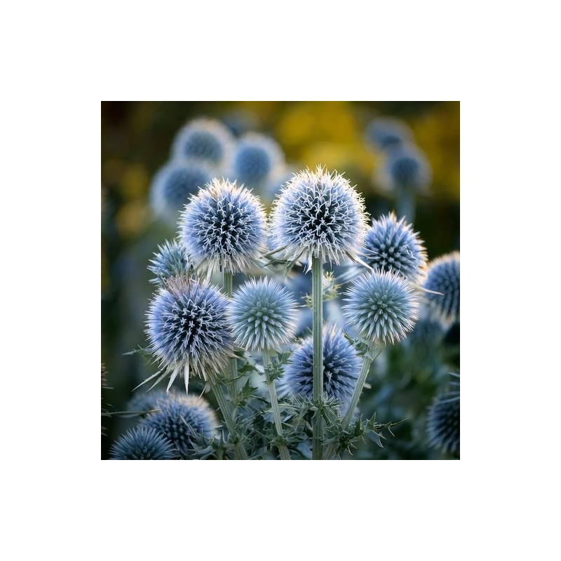 Echinops Star Frost