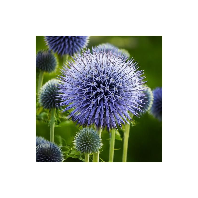 Echinops bannaticus 