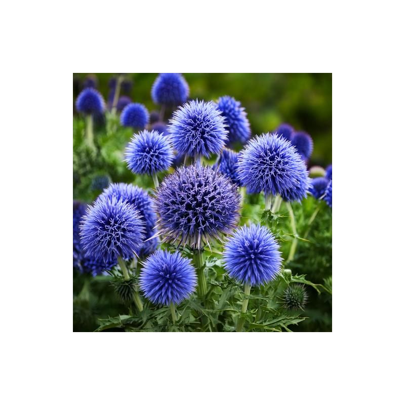 Echinops Veitch's Blue