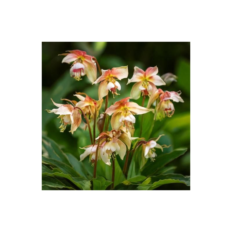 Epimedium Ellen Willmott