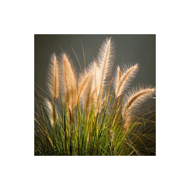 Pennisetum Reborn