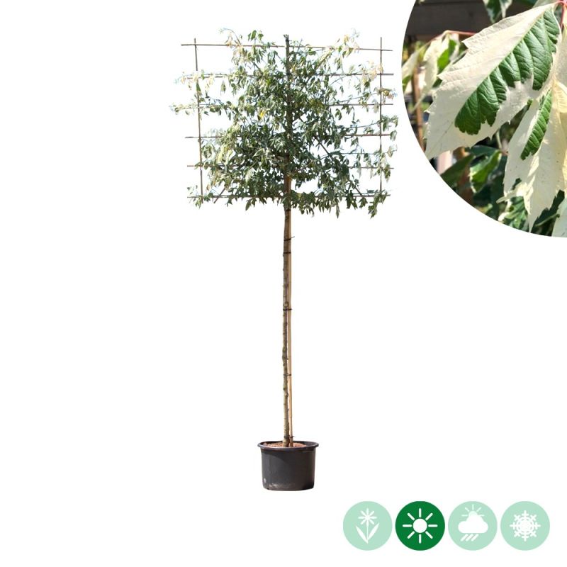 Acer Flamingo - leiboom