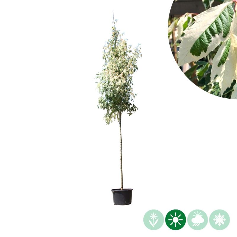 Acer Flamingo