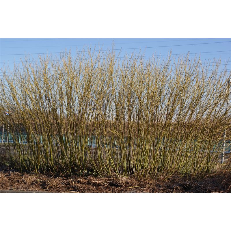 Cornus stolonifera ‘Flaviramea’