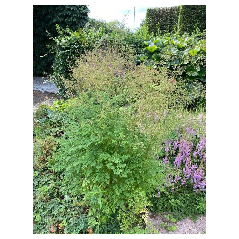 Thalictrum flavum glaucum
