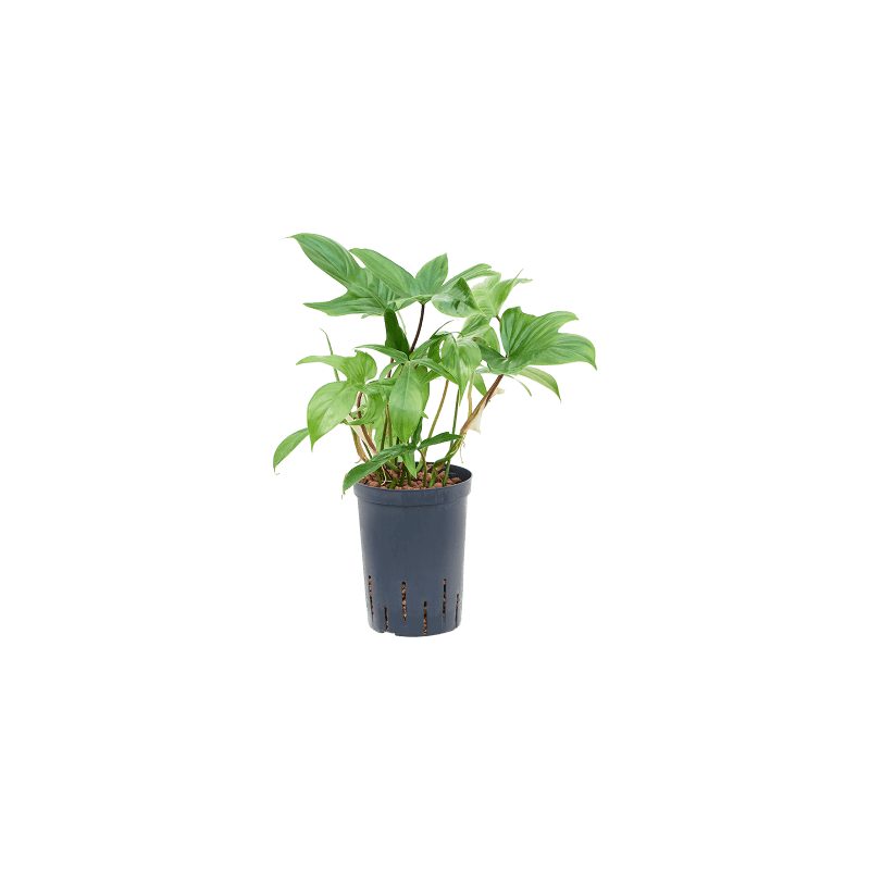 Philodendron Florida Green