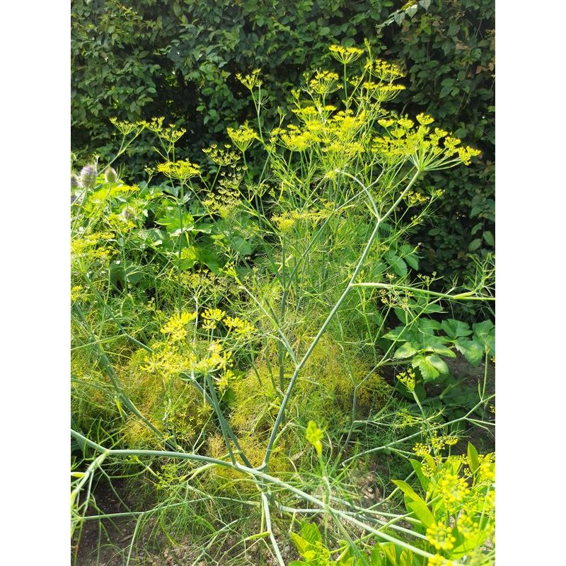 Foeniculum Vulgare