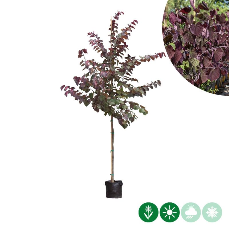 Cercis Forest Pansy - hoogstam