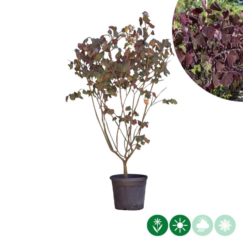 Cercis Forest Pansy - meerstammig