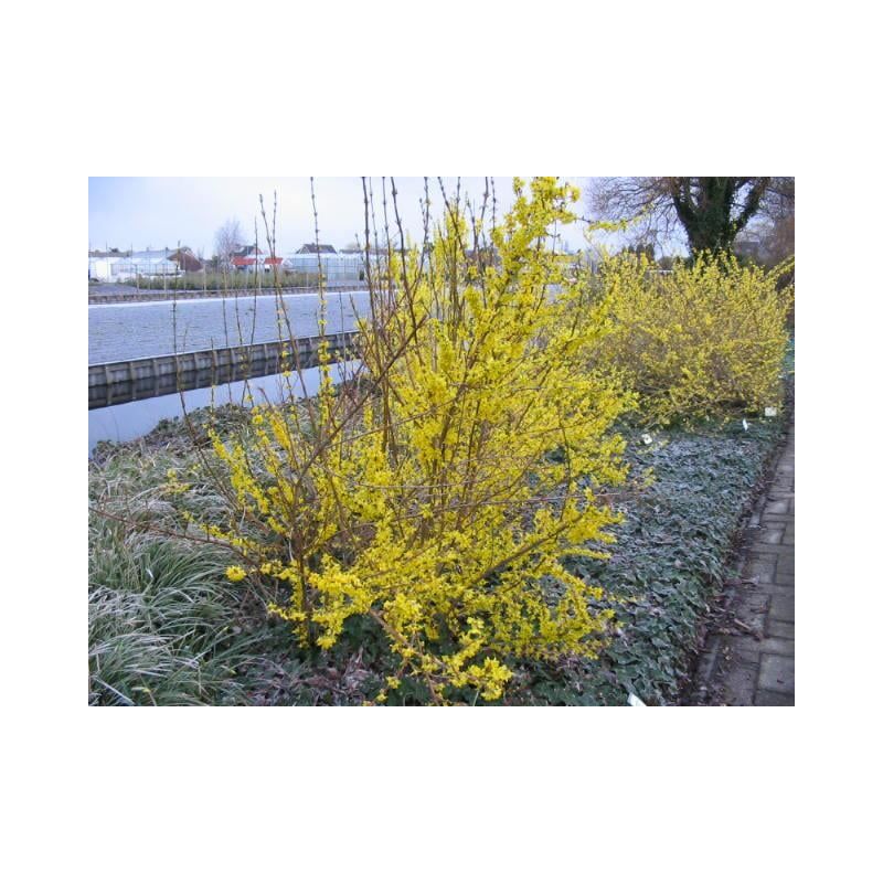 Forsythia Lynwood