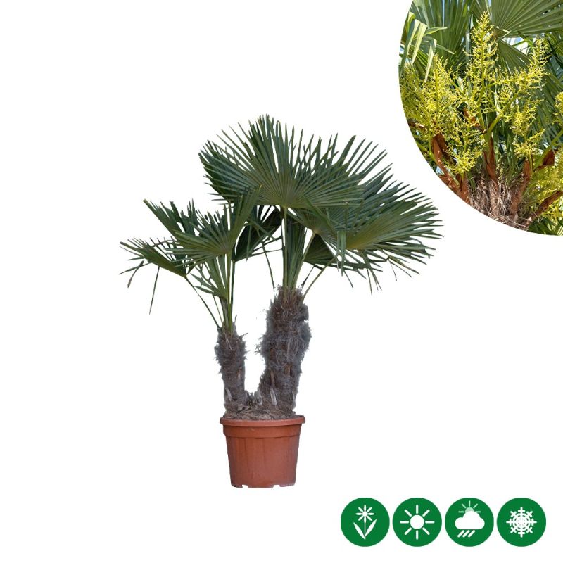 Trachycarpus fortunei - 2-stam