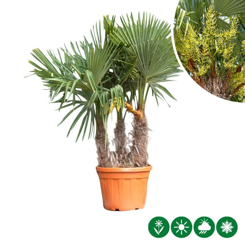 Trachycarpus fortunei - 3-stam
