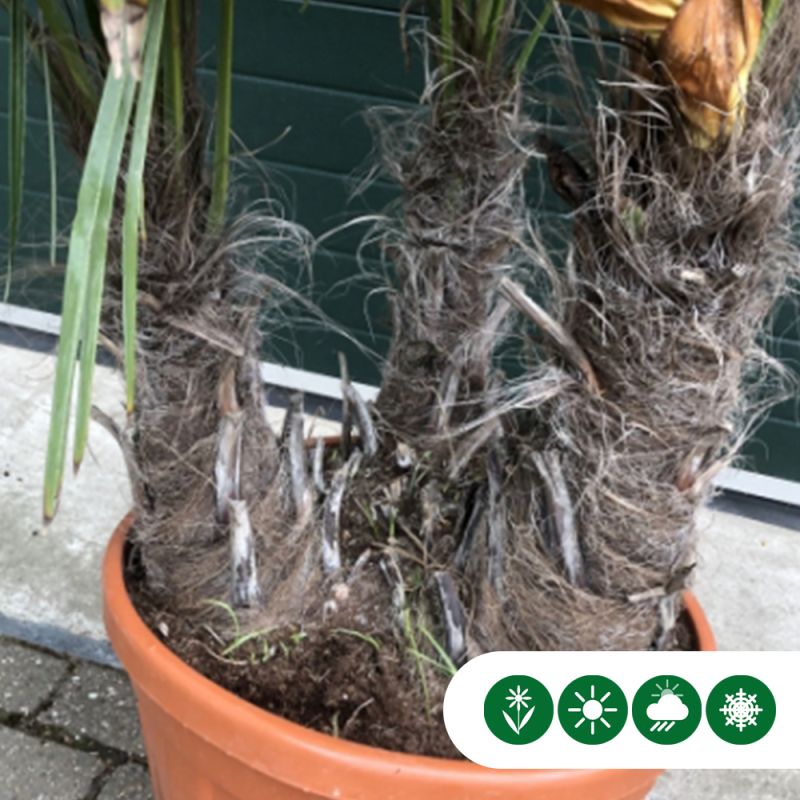 Trachycarpus fortunei - 3-stam