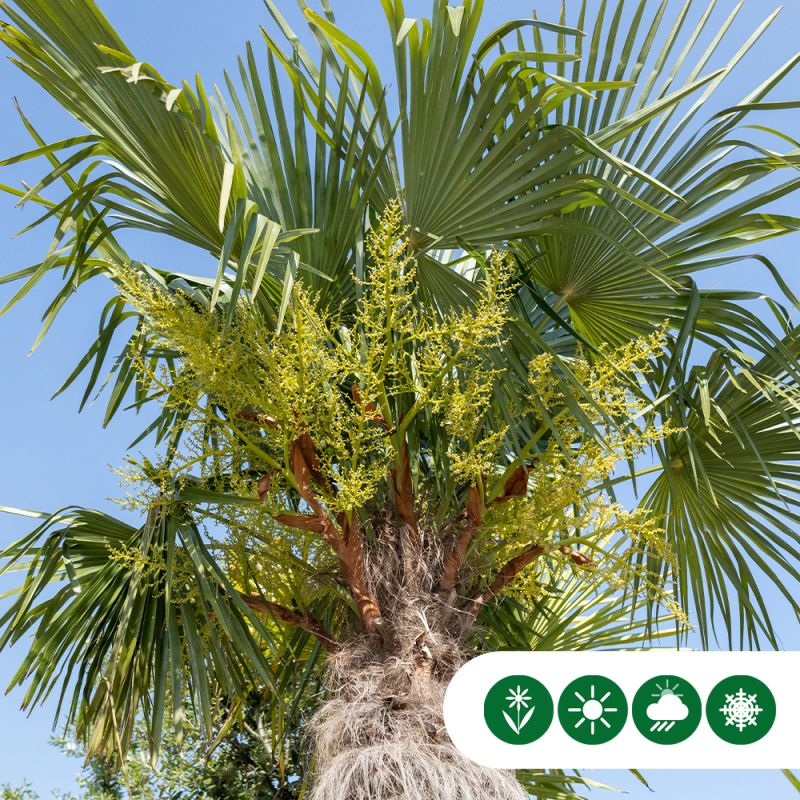 Trachycarpus fortunei - 2-stam